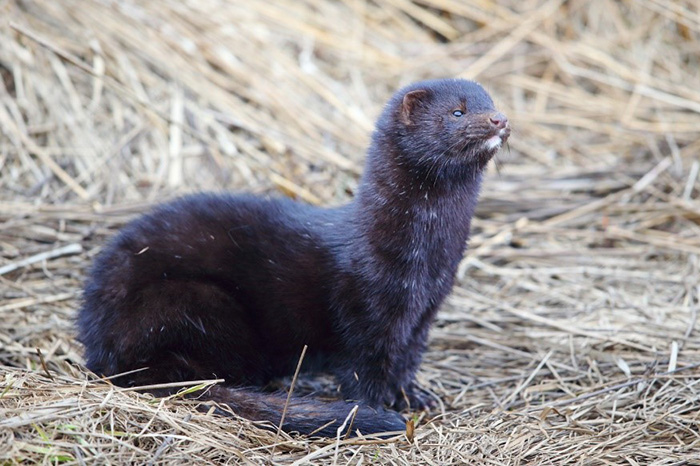The American mink escaped from the fur farm and acclimatized itself on Bering Island. Photograph by Eugene Mamaev