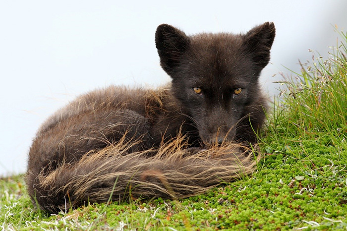 Arctic fox, Medny Island. Photograph by Eugene Mamaev