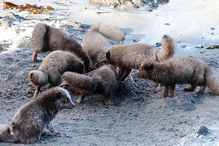 In winter the sea otter corpses are of great importance to the ration of Arctic foxes. Photograph by Eugene Mamaev