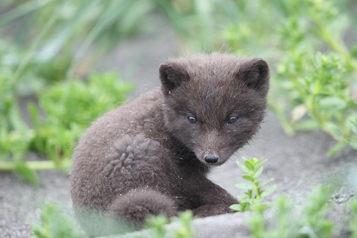 Arctic fox pup. Photograph by Eugene Mamaev