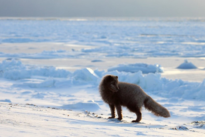 In winter Arctic foxes regularly examine the coast in the search for food. Photograph by Eugene Mamae