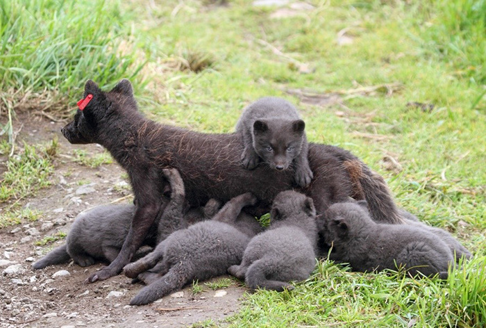 Mother of many children. Family of Arctic foxes. Photograph by Eugene Mamaev