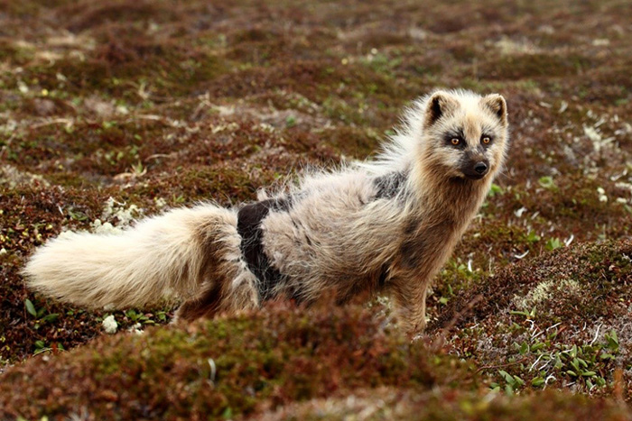 Moulting Arctic fox in spring. Photograph by Eugene Mamaev