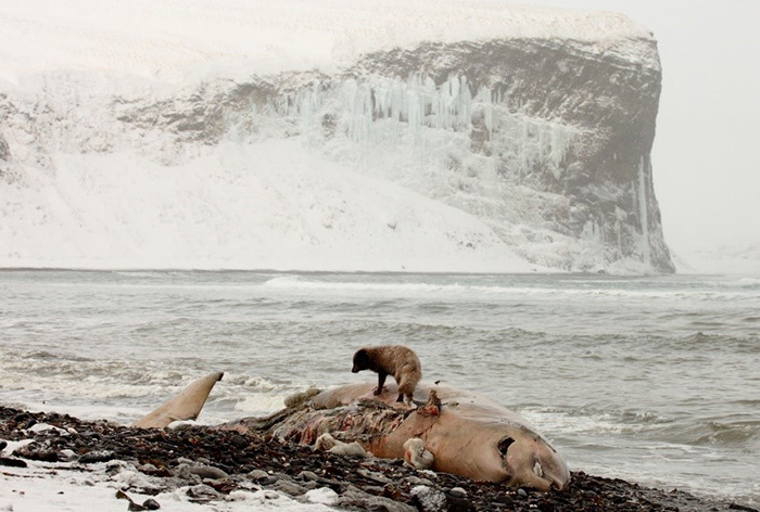 Driven ashore corpses of whales are an important source of food for Arctic foxes in winter on the Commander Islands. Photograph by Eugene Mamaev