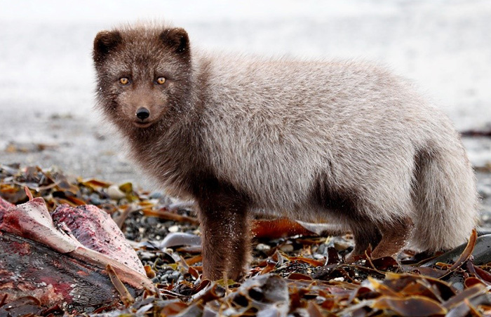 Among wild Arctic foxes of Bering Island here can be found individuals with a typical Norwegian color. Photograph by Eugene Mamaev