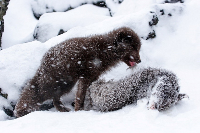In the middle of winter when food is sorely lacking, in order to survive Arctic foxes can eat their kin which haven’t made it through the hunger. Photograph by Eugene Mamaev