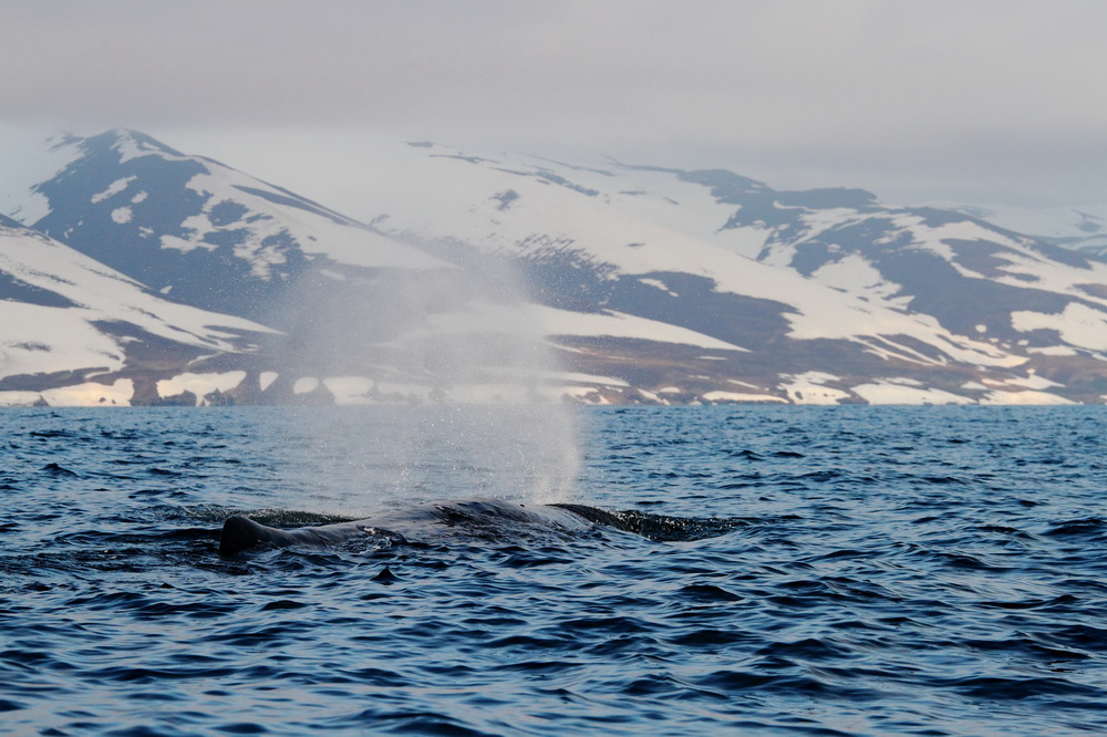 In the waters of the Commander Islands the sperm whale rests on the shelf edge. Photograph by Eugene Mamaev