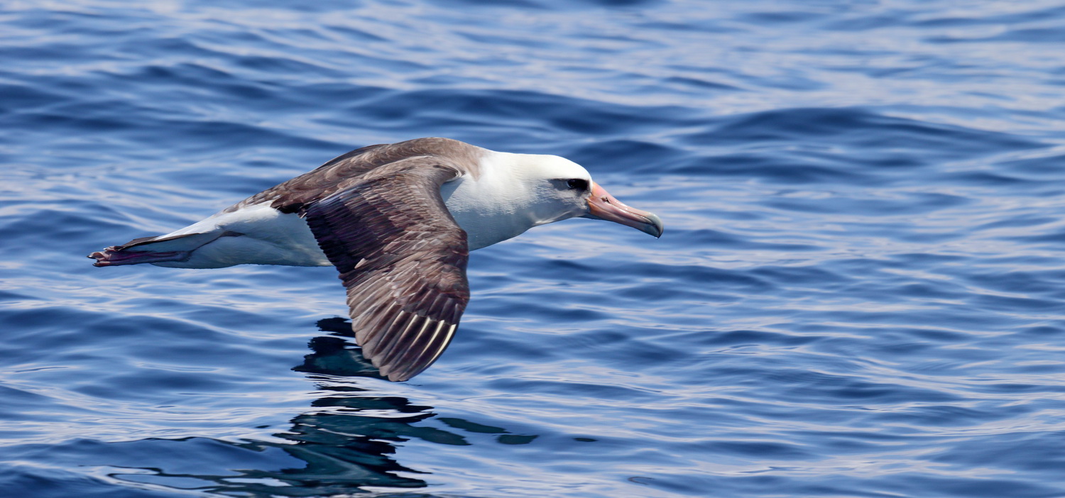 The Laysan albatross. Photo by Evgeny Mamaev