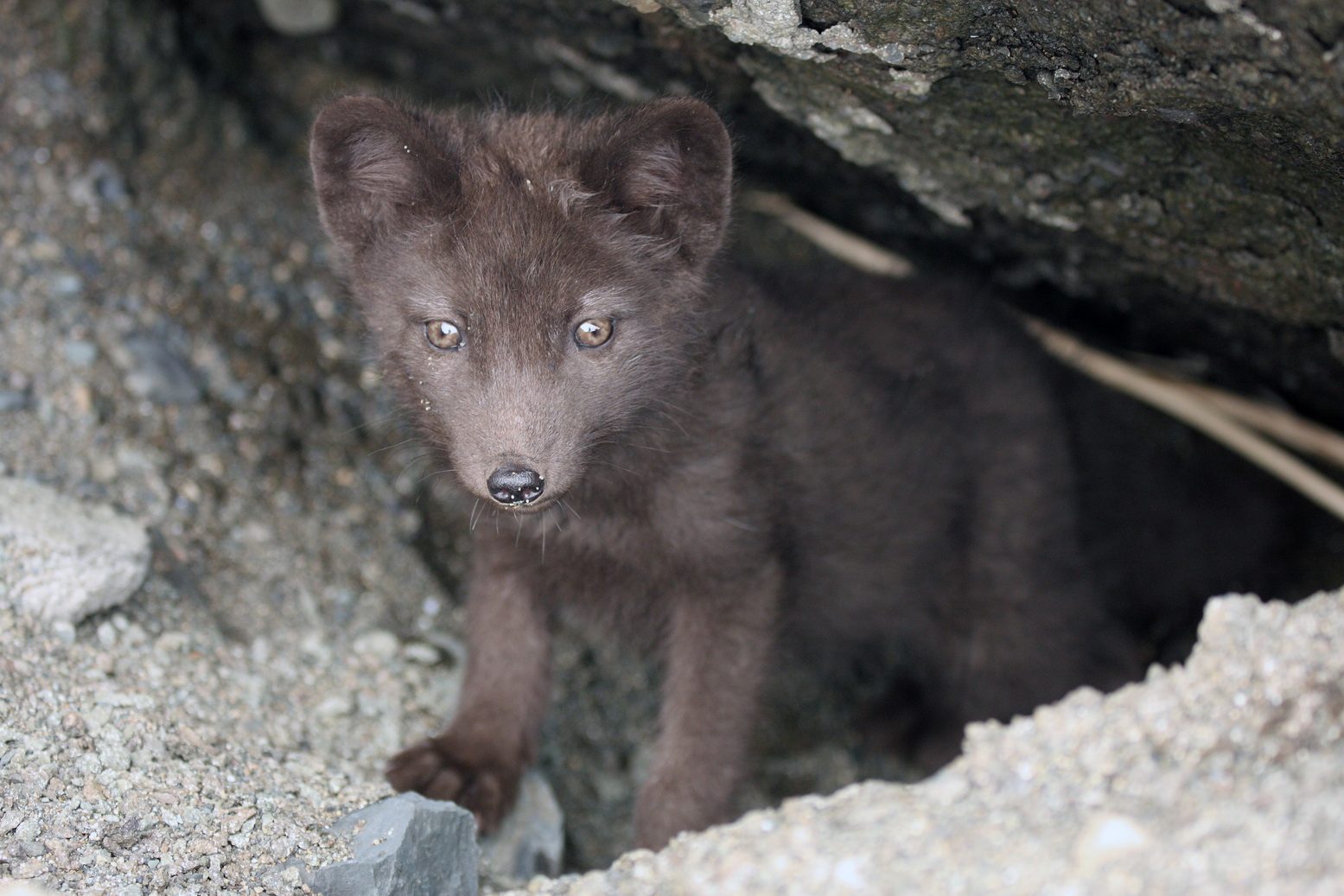 Medny Island arctic fox subspecies in the hole entrance. Photo by Alexander Shiyenok 