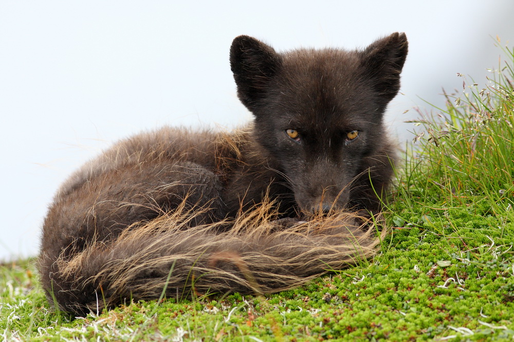 Medny Island arctic fox. Photo by Evgeny Mamaev
