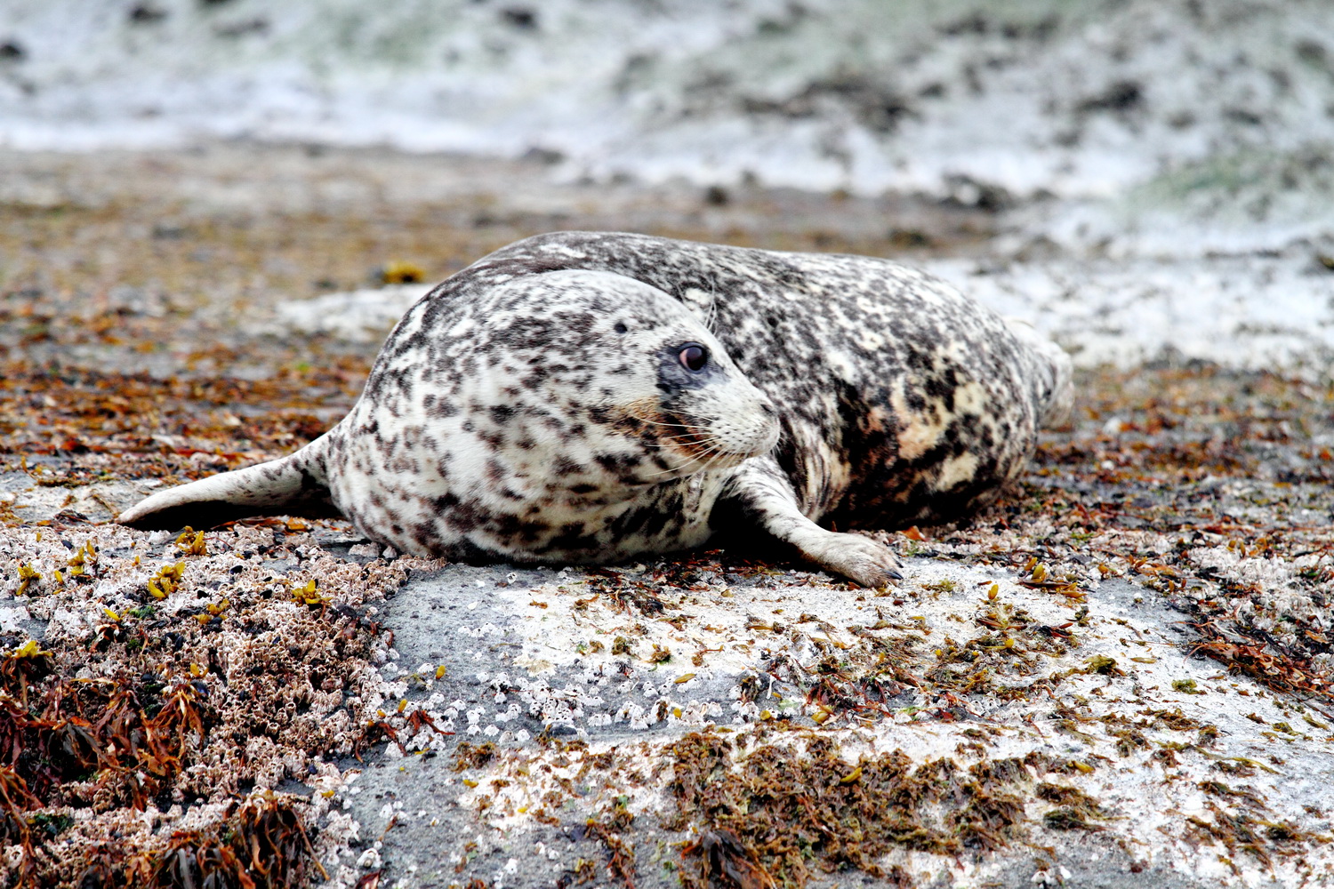 Harbor seal on the reef. Photo by Evgeny Mamaev