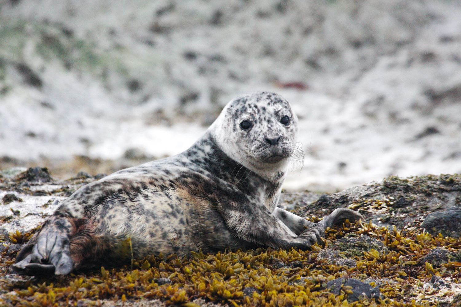 A new born harbor seal pup. Photo by Evgeny Mamaev