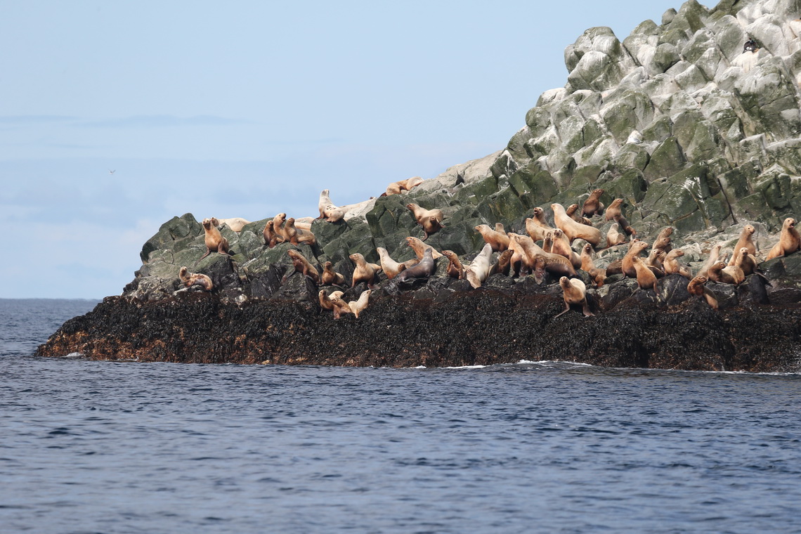 Sea lions on Ary Kamen. Photo by Evgeny Mamaev