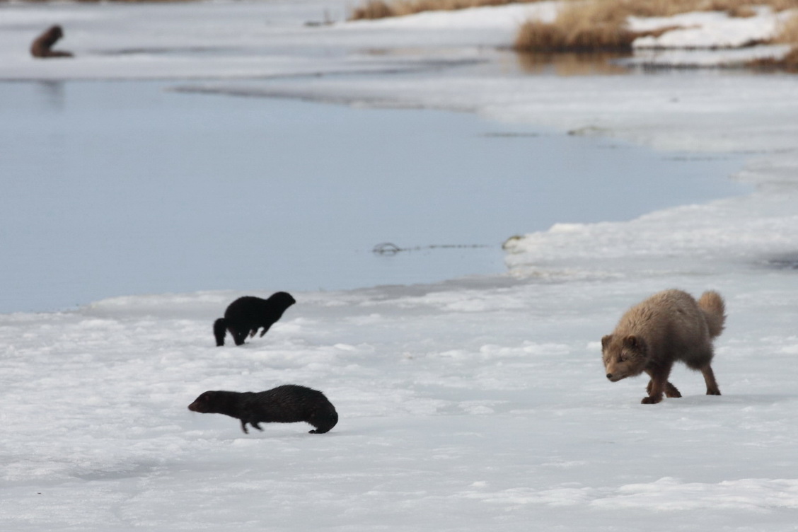 Arctic fox takes food of American minks. Photo by Alexander Shiyenok