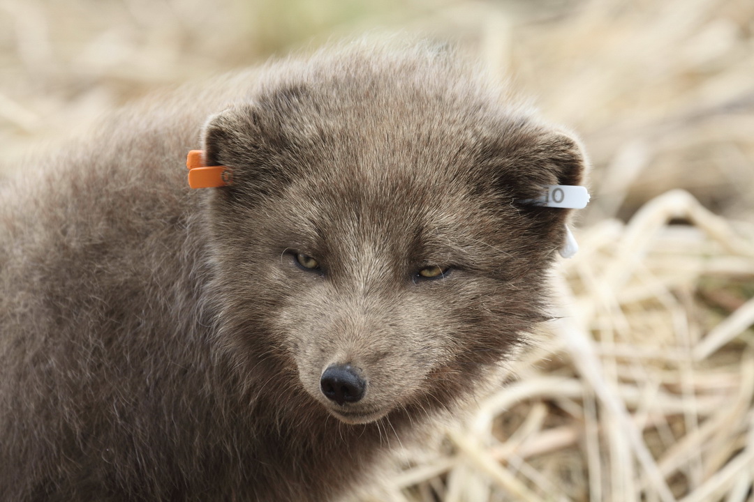 An arctic fox with tags. Photo by Alexander Shiyenok