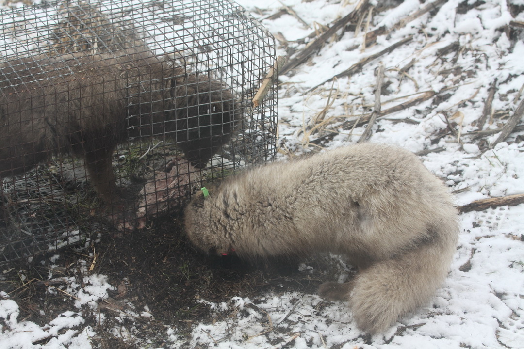 This arctic fox is not helping its friend. It is more interested in the bait. Photo by Alexander Shiyenok