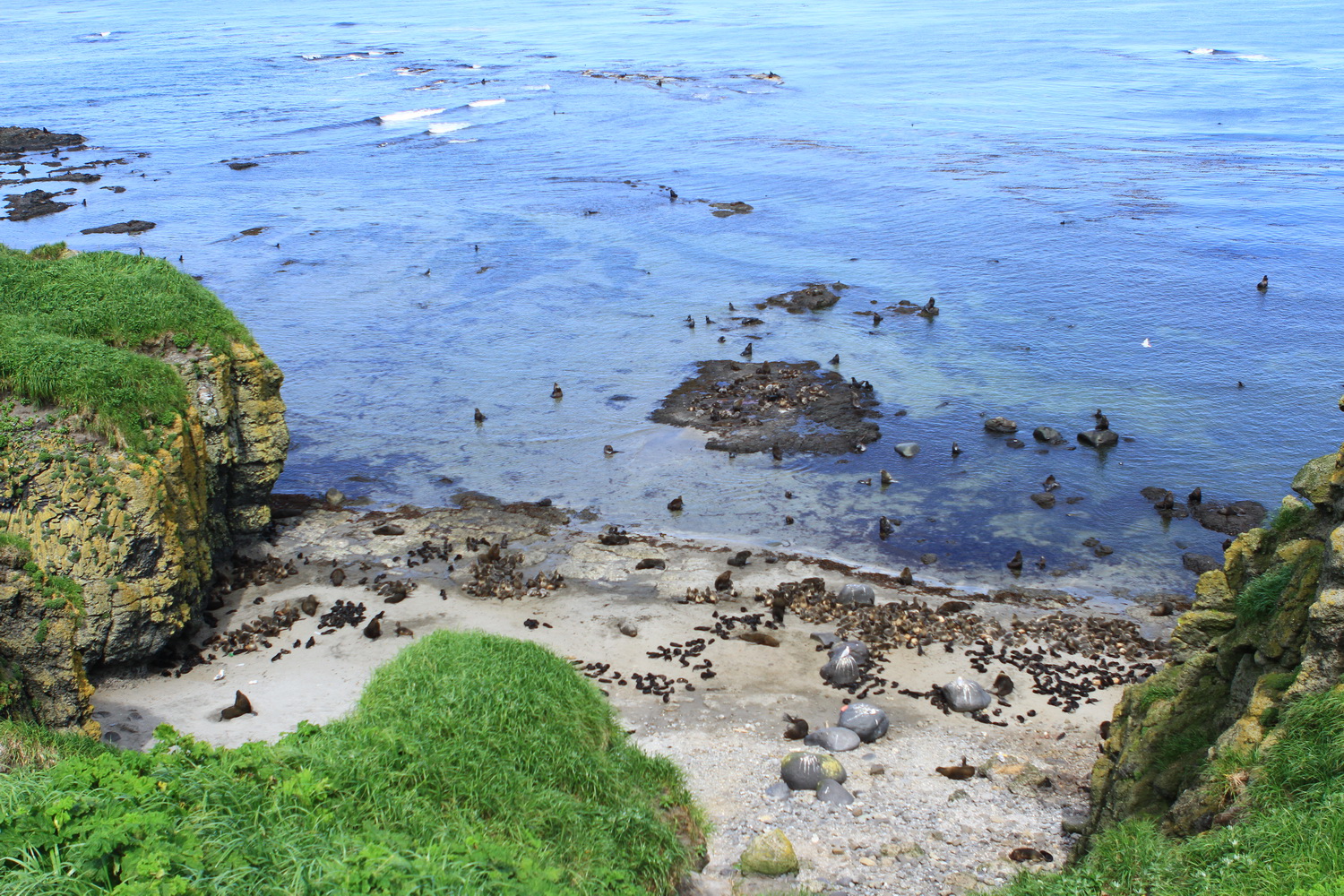 It was sunny on Severo-Zapadnoye rookery during the excursion day. Photo by Maria Bondar