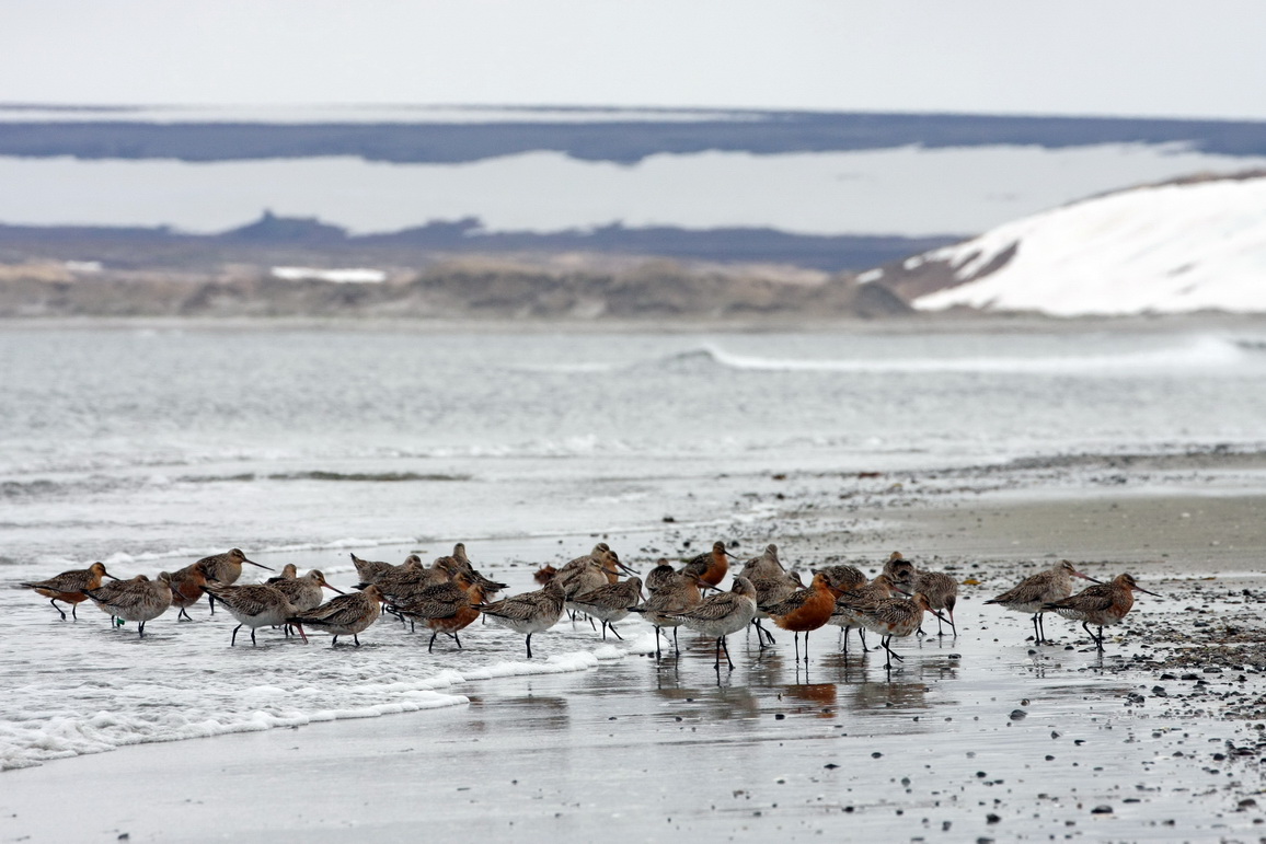 Bar-tailed godwits. Photo by the Commander Islands Reserve