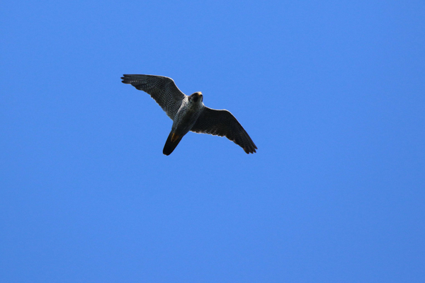 Peregrine falcon on Medny Island