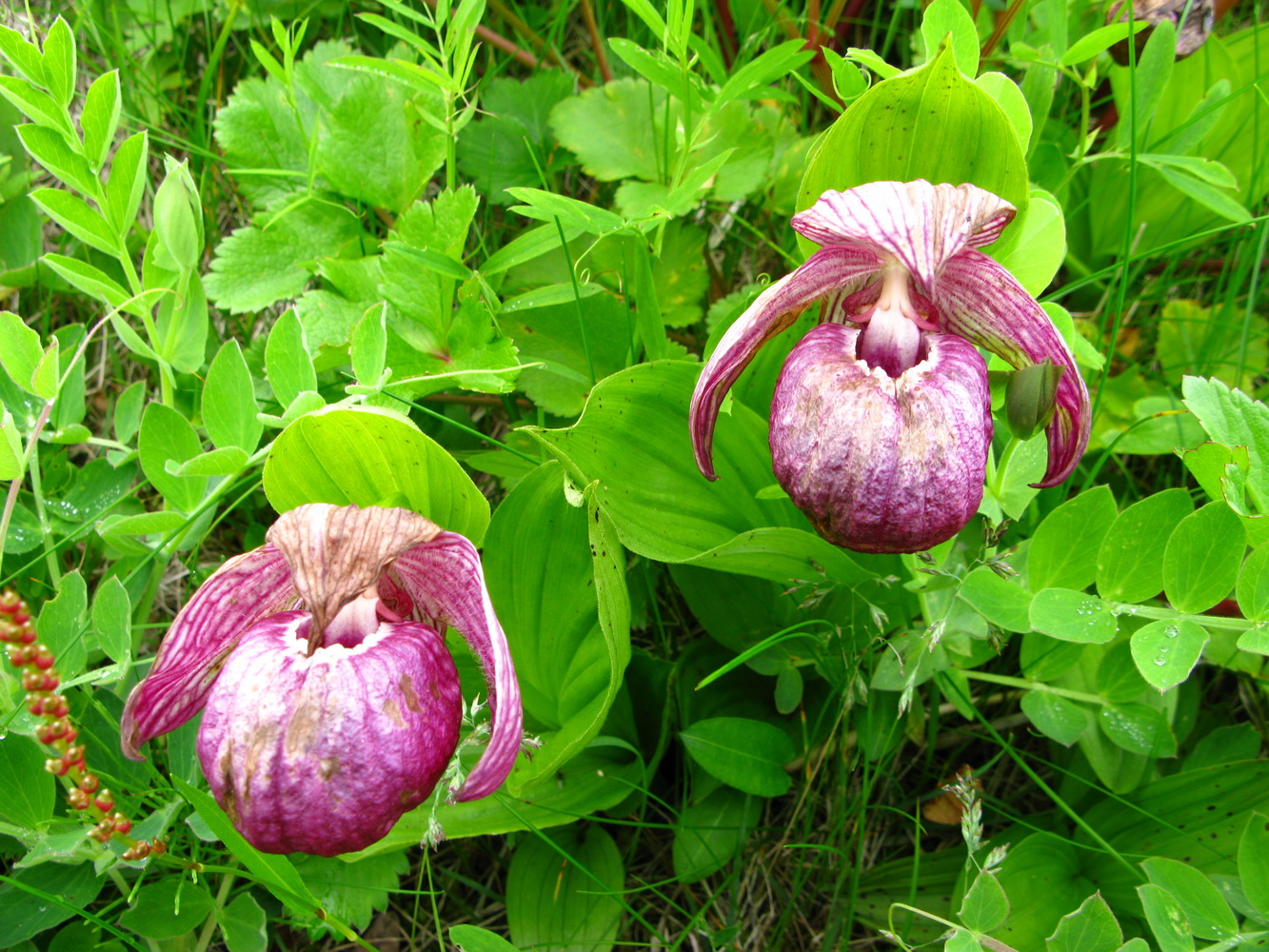 Large-flowered cypripedium. Photo by the Commander Islands Reserve 