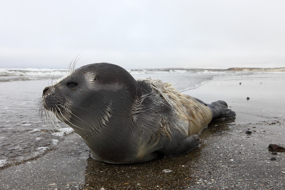Ringed seal on the coast near Nikolskoye Village, Bering Island. Photo by Evgeny Mamaev