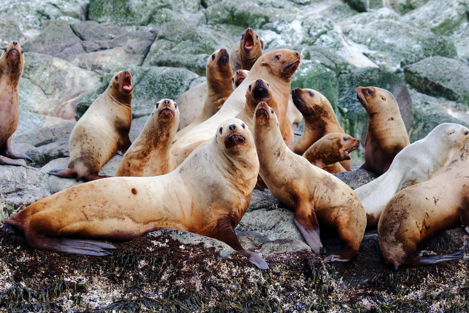 The Commander Islands Nature and Biosphere Reserve Celebrates Marine Mammals Day