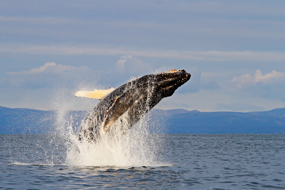 Jumping humpback whale. Photo by Evgeny Mamaev