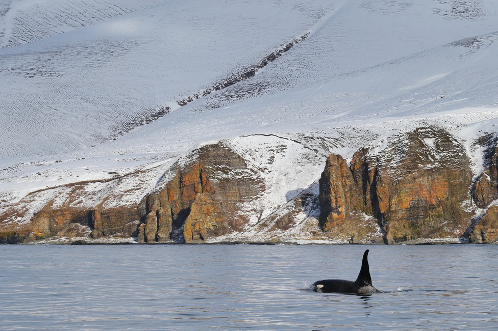 Orca whale near the Commander Islands. Photo by Evgeny Mamaev