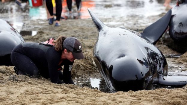 Volunteers helping pilot whales. Photo from bbc.com / AFP