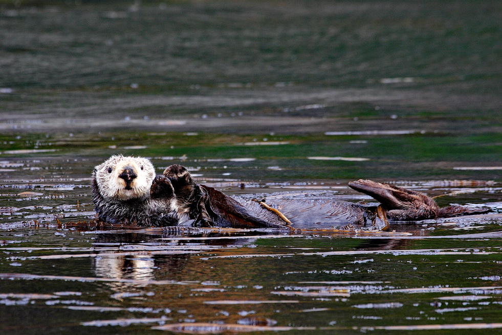 Sea otter in the water area of the Commander Islands