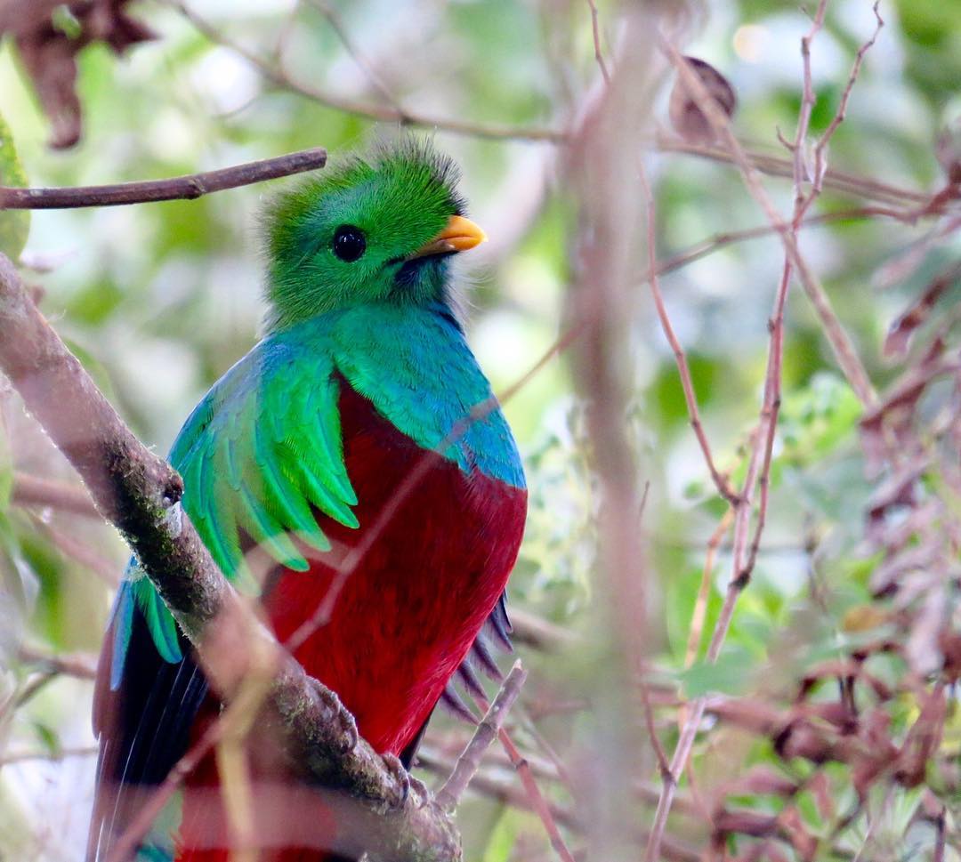 Respledent Quetzal spotted by Arjan Dwarshuis in Costa Rica
