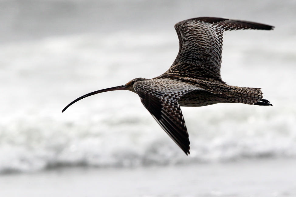 Far-Eastern Curlew is included in the Red Data Book of Russia