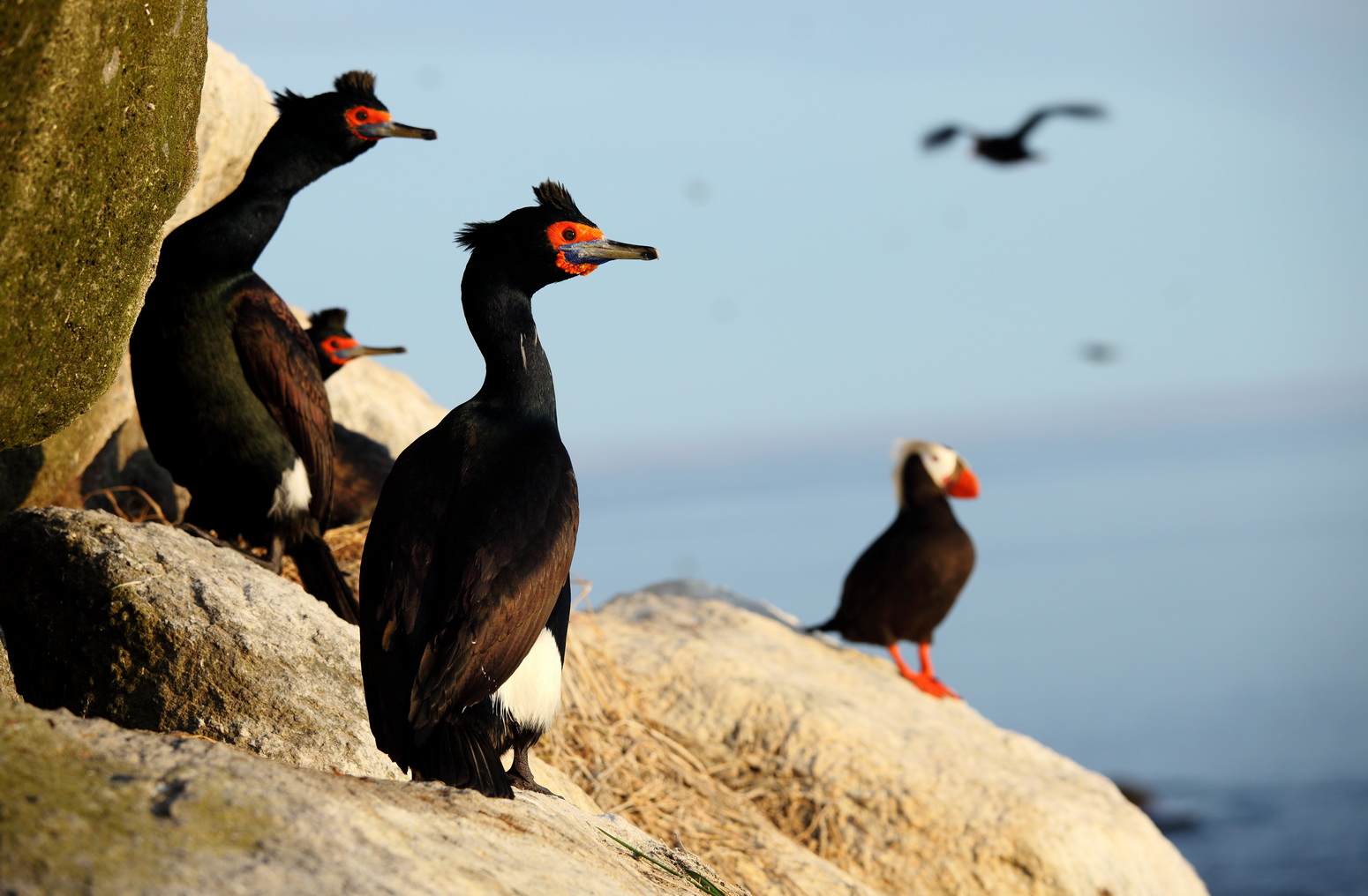 Cormorants on the rocks. Photo by Evgeny Mamaev