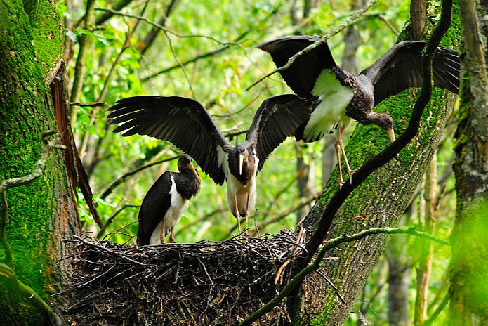 Black stork nestlings. Photo by Nikolay Shpilenok