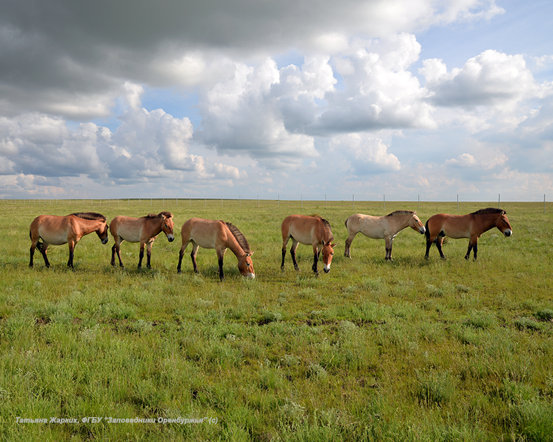 Przewalski horses in Orenbourgsky Nature Reserve. Photo by Tatyana Zharkih