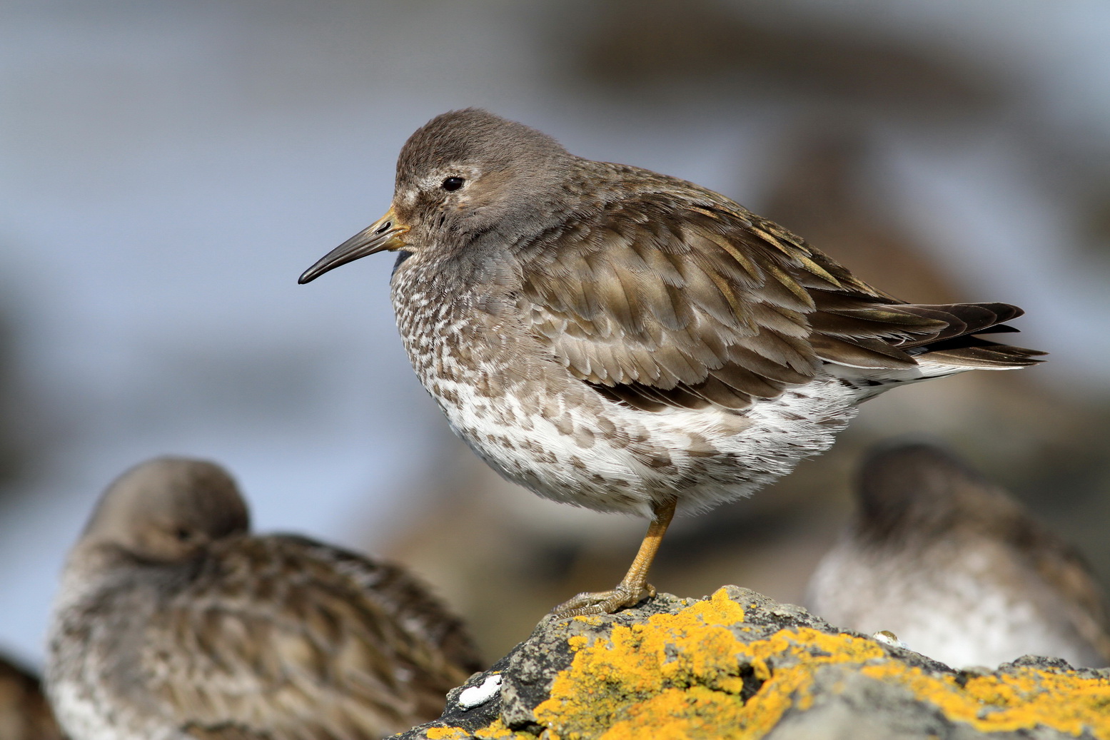 Rock sandpiper is the only species, which prefer to stay on the islands all year round. Photo by Dmitry Pilipenko
