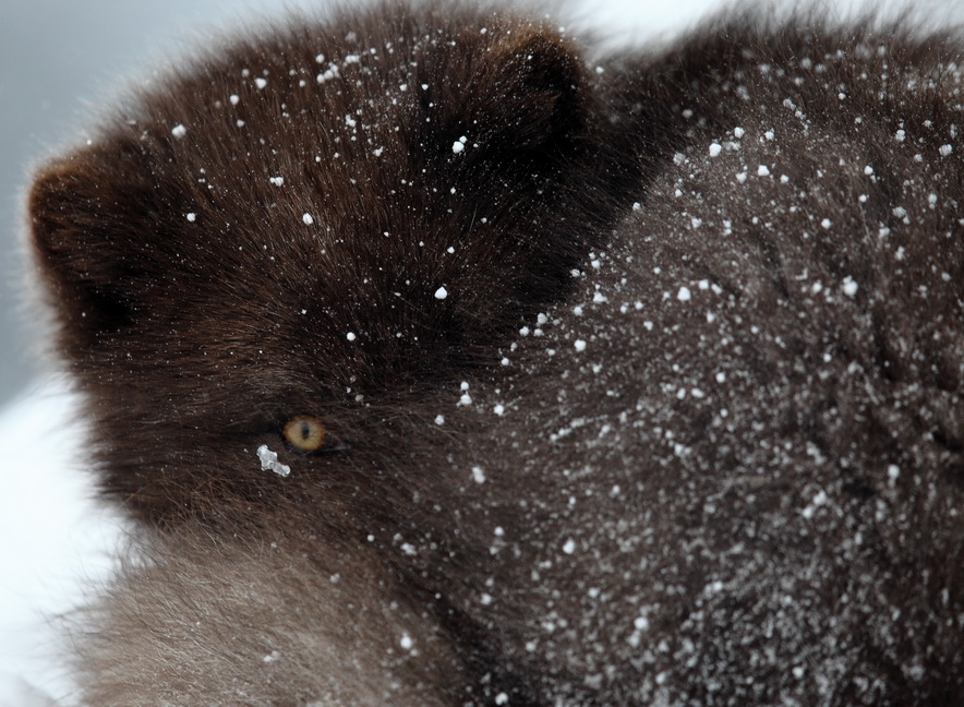 Arctic fox covers its neb with its tail during snowstorms. Photo by Evgeny Mamaev
