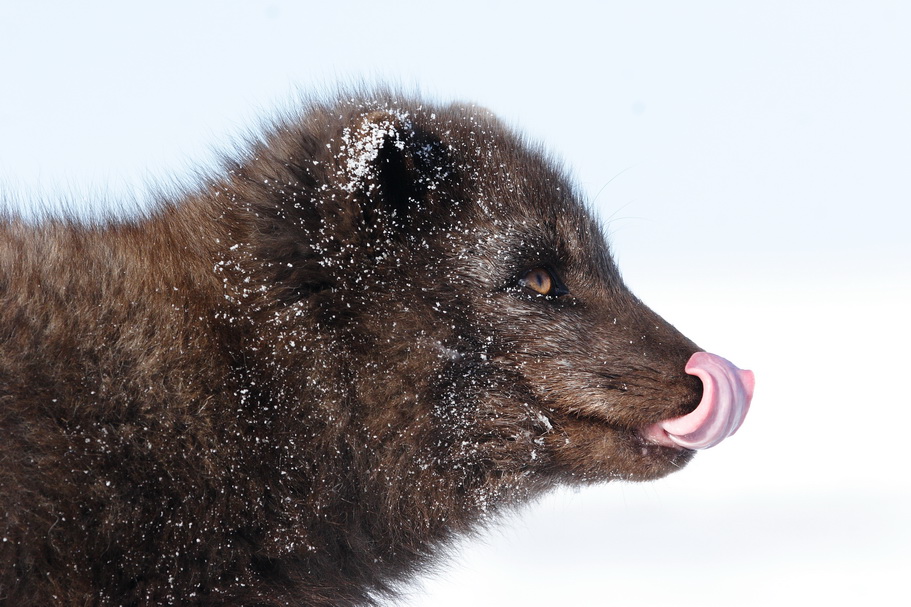 Start of Bering Island Arctic Fox Research