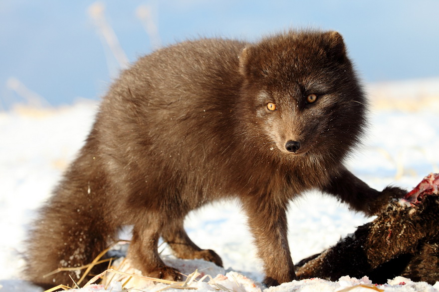 In winter arctic foxes travel around Bering Island in search for food. Photo by Evgeny Mamaev 