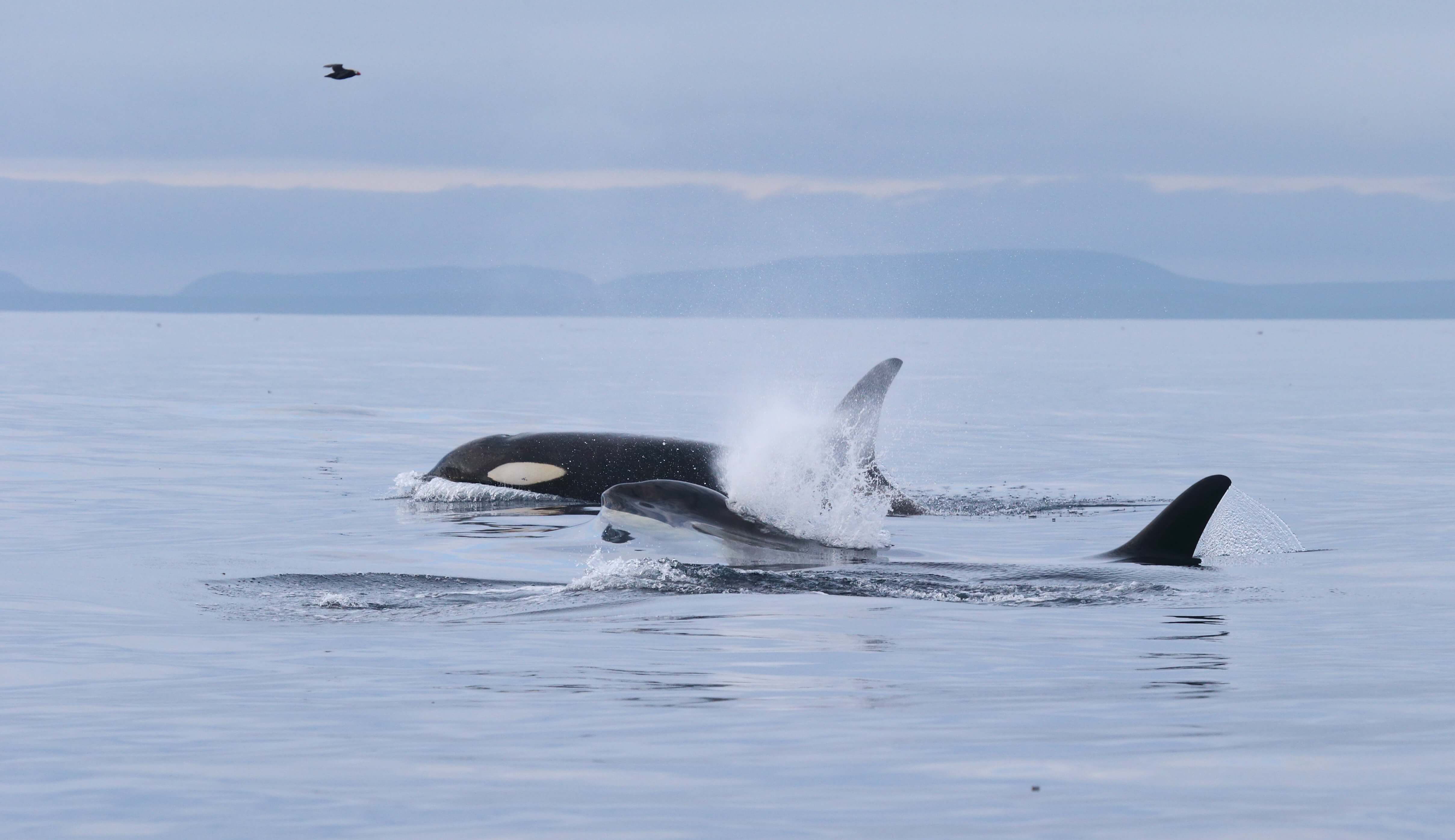 Petropavlovsk-Kamchatsky Hosts The Commander Islands Reserve Whales and Other Marine Mammals Photo Show