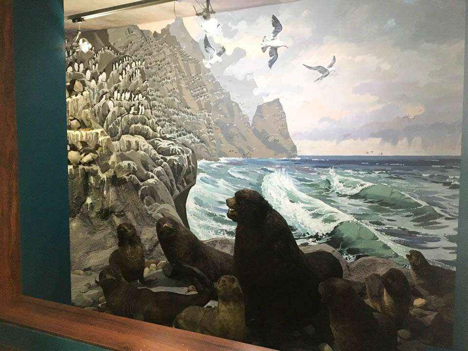 Updated Cyclorama of the Commander Islands Reserve to Open in Kamchatka Local History Museum