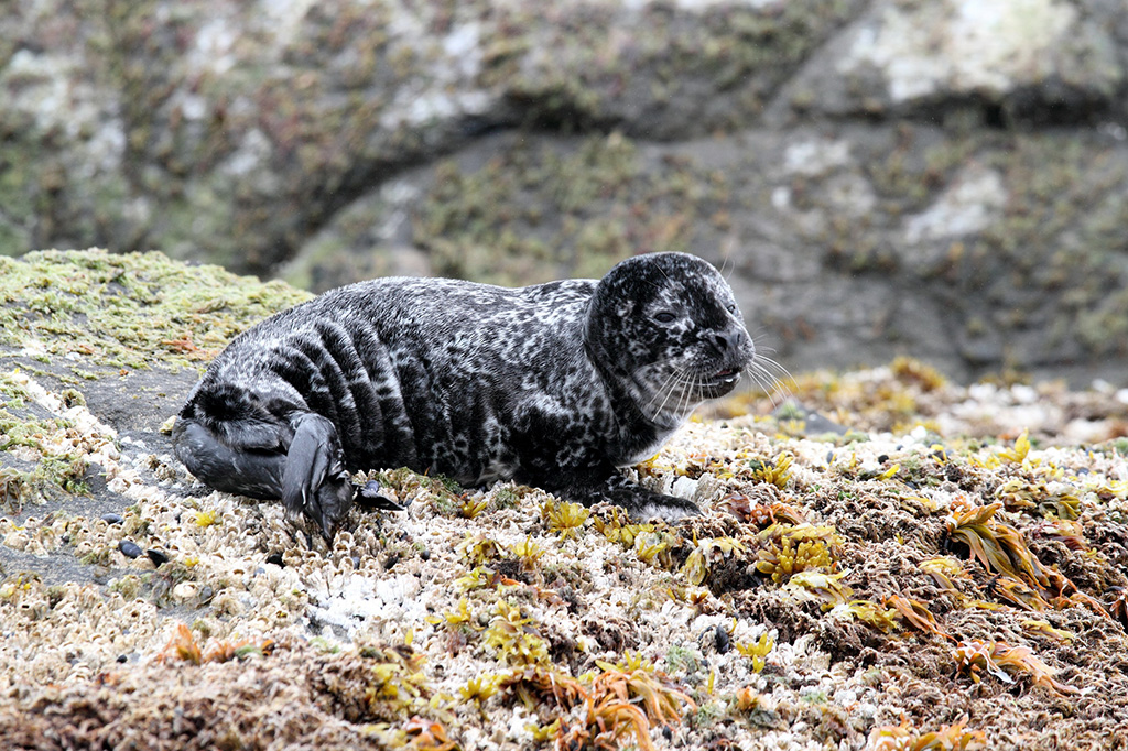 The First Red Book Harbor Seal Pups in 2019