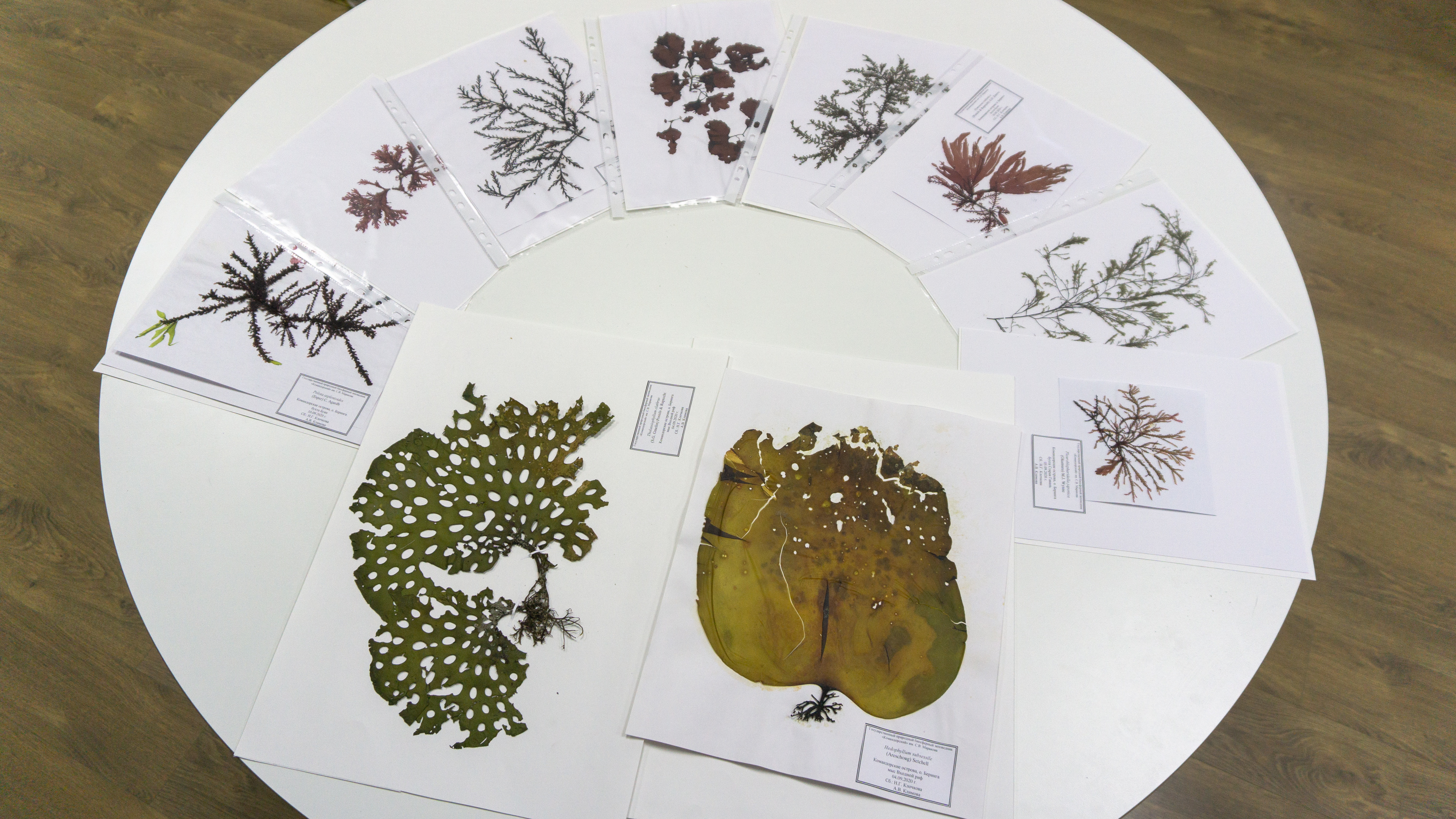 New Algae for the CINBR Herbarium