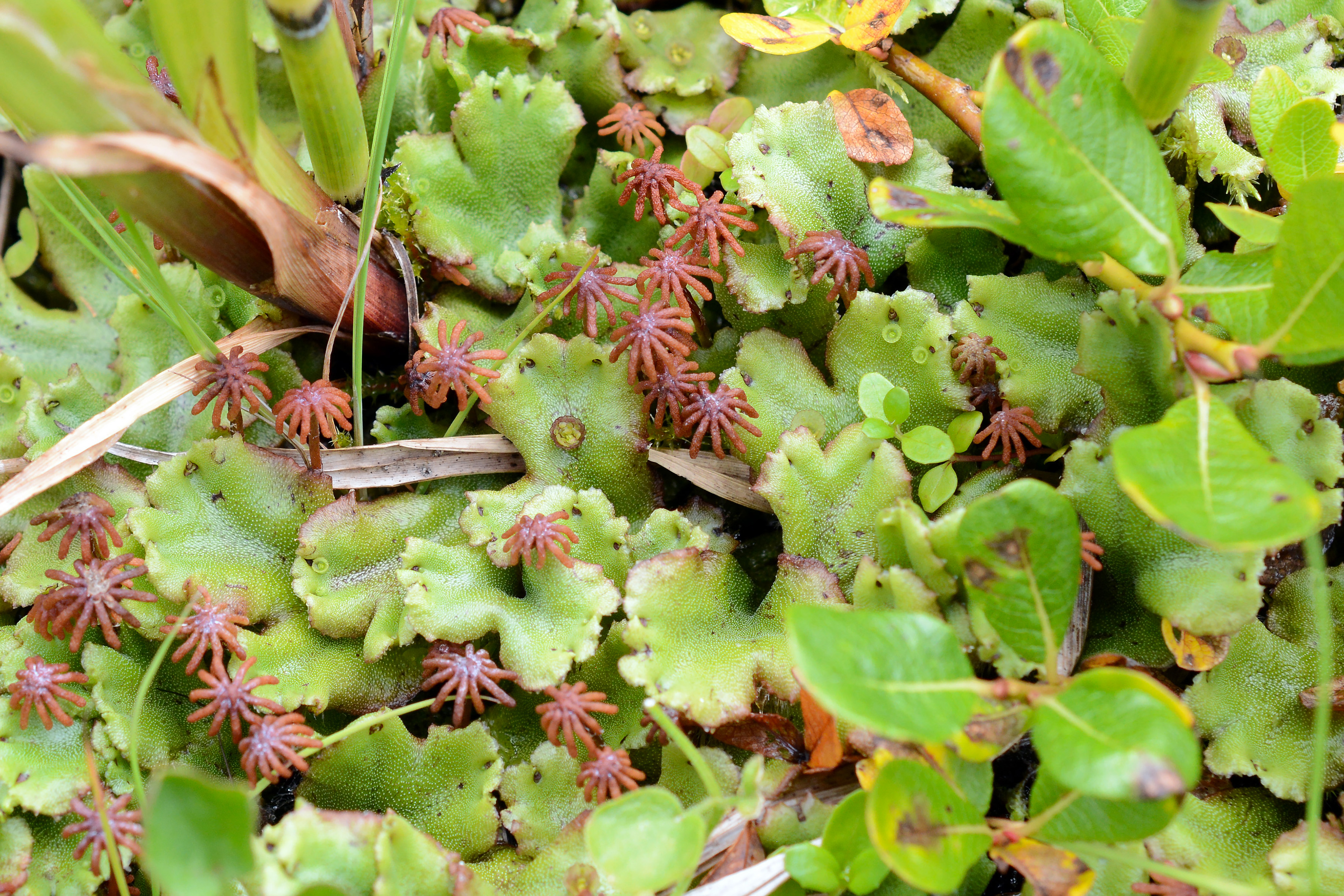 Marchantia polymorpha L. с женскими органами размножения и корзинками с выводковыми почками в покрове заболоченного сообщества. Фото К.Г. Климовой.