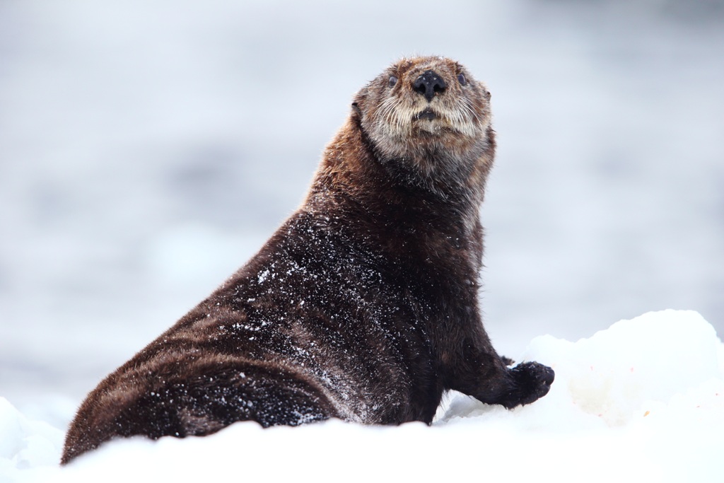 Sea otter. Photo by Evgeny Mamaev