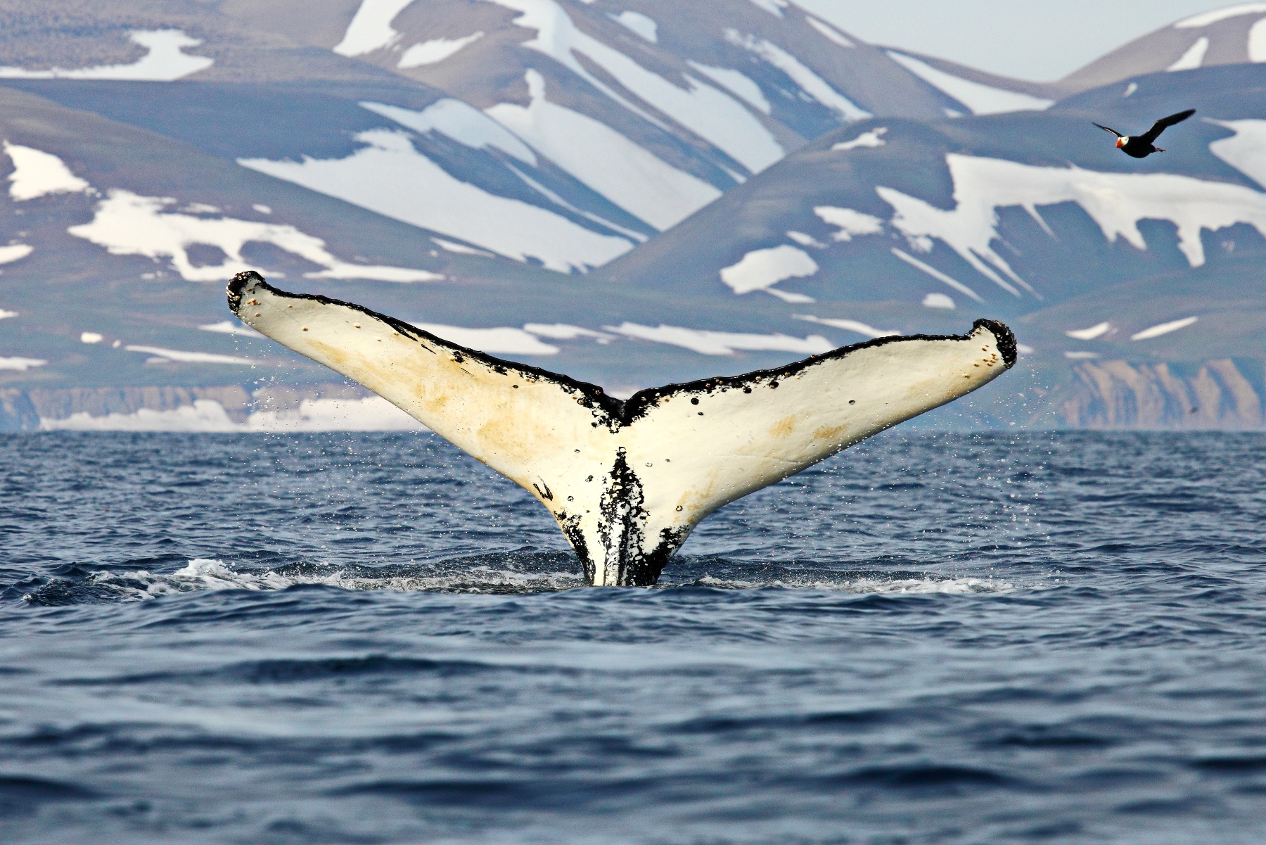 Humpback whale. Photo by Evgeny Mamaev