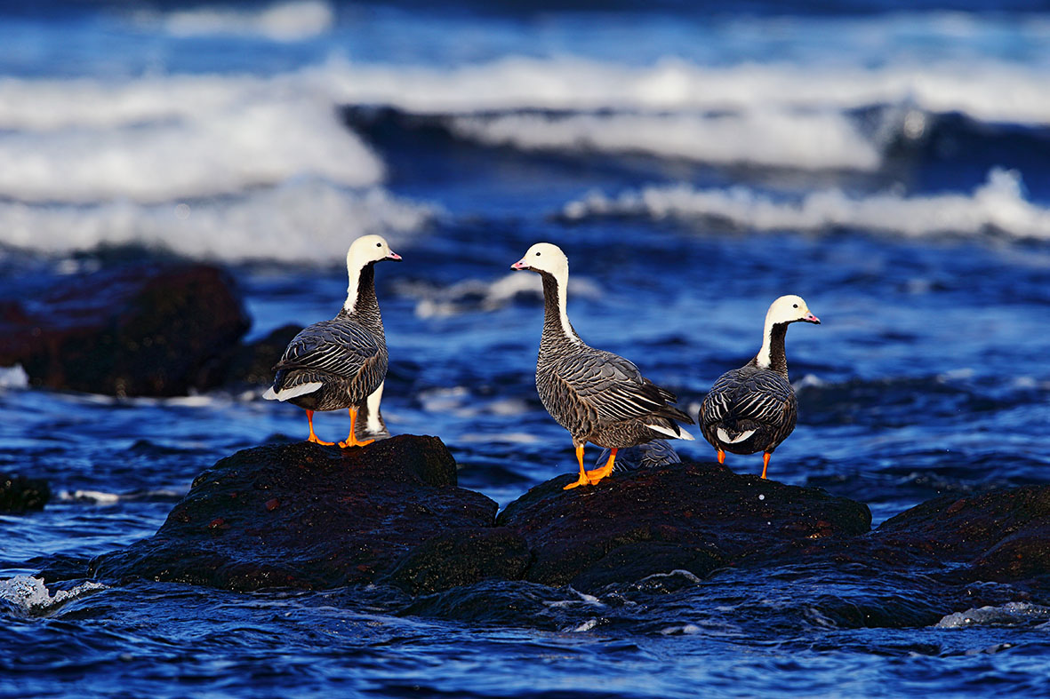 Emperor geese. Photo by Evgeny Mamaev
