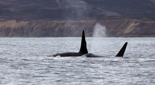 Two fountains – two male orcas. Photo by Evgeny Mamaev