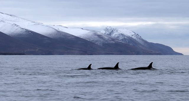 Female orcas. Photo by Evgeny Mamaev