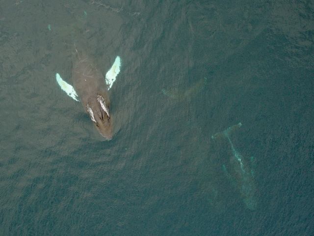 Photo made with our quadrotor. Three humpback whales can easily be spotted. Photo by Ivan Rybakov